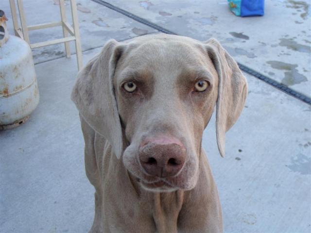 Murphy close up